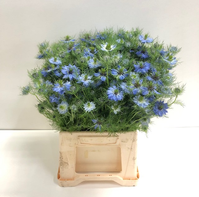 Nigella blue per bunch.jpg